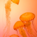 Jellyfish Makes You Mad